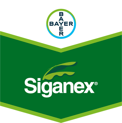 Siganex